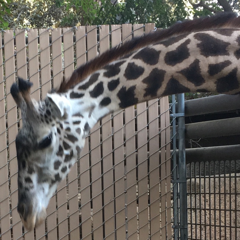 Meet your Posher, Lety